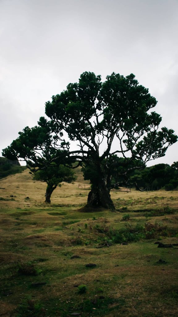 fanal-laurissilva-ancient-trees-madeira-hiking-nature