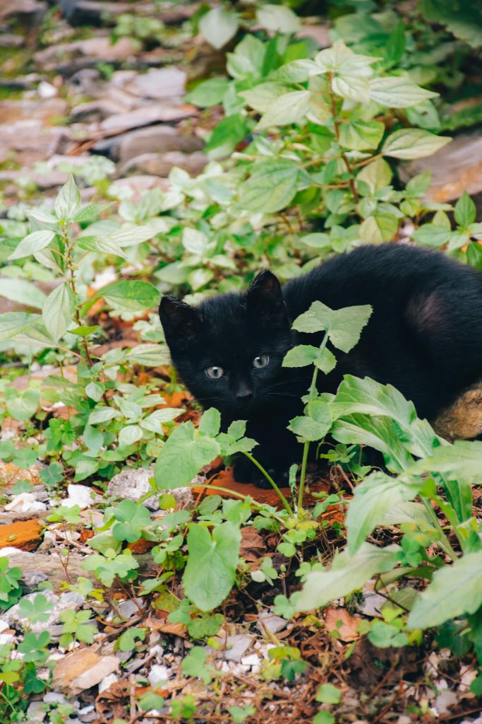 piodao-black-kitten-schist-path-garden-portugal