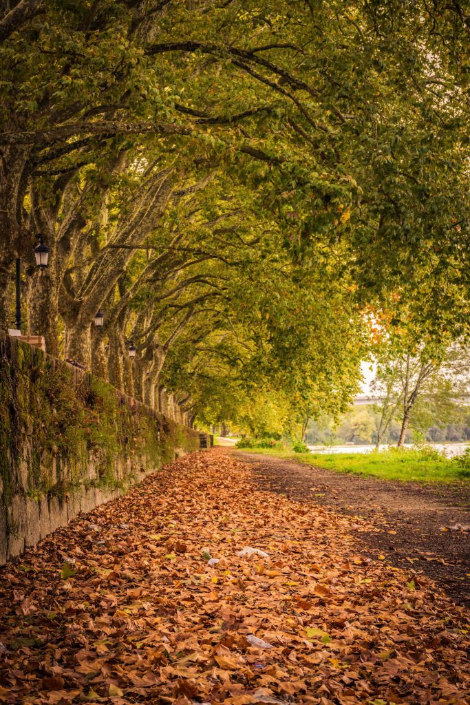 ponte-de-lima-autumn-leaf-path-riverside-walk-portugal