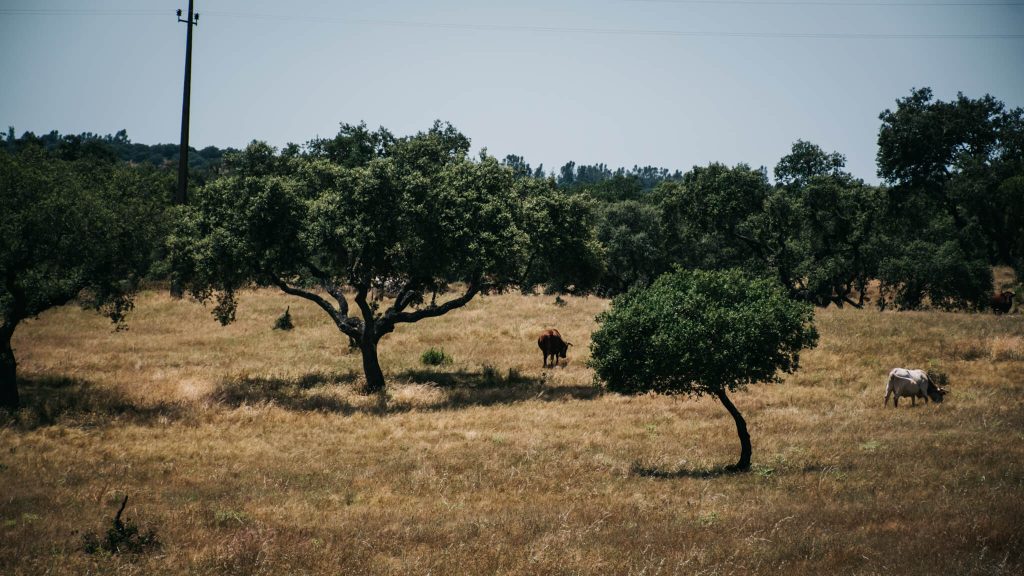 alentejo-cork-oak-pasture-cows-rural-landscape-portugal