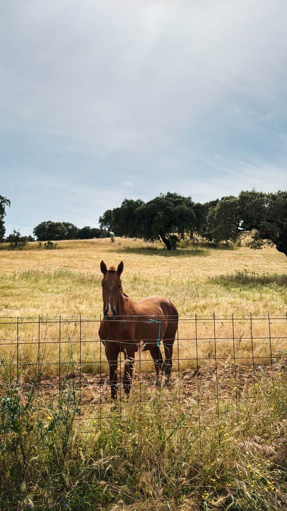 alentejo-horse-pasture-spring-fields-portugal