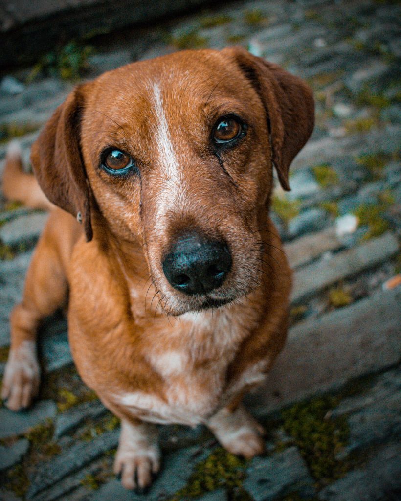 brown-dog-on-schist-street-piodao-portugal