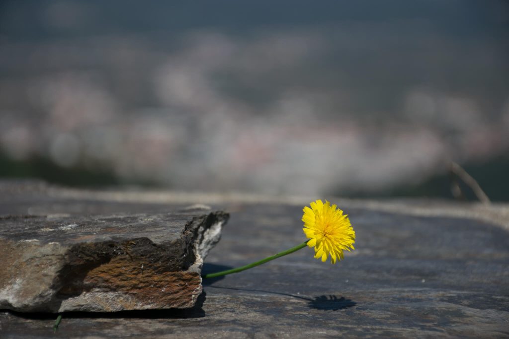 yellow-wyellow-wildflower-growing-from-rock-portugal
